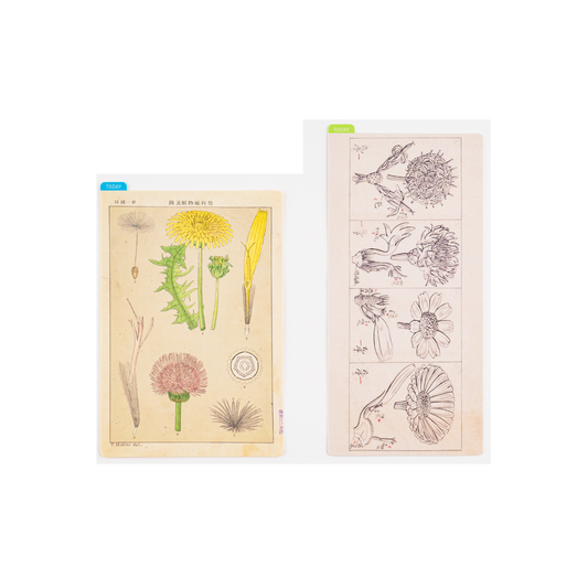 Hobonichi Pencil Board Tomitaro Makino